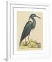 The Blue Heron-Mark Catesby-Framed Premium Giclee Print