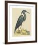 The Blue Heron-Mark Catesby-Framed Premium Giclee Print