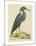 The Blue Heron-Mark Catesby-Mounted Premium Giclee Print