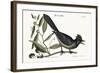 The Blue Jay, 1749-73-Mark Catesby-Framed Giclee Print