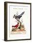 The Blue Jay, and the Summer Red-Bird, 1749-73-George Edwards-Framed Giclee Print