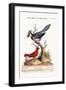 The Blue Jay, and the Summer Red-Bird, 1749-73-George Edwards-Framed Giclee Print