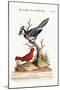 The Blue Jay, and the Summer Red-Bird, 1749-73-George Edwards-Mounted Giclee Print