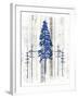 The Blue Moose - Lodge Pole Pine-LightBoxJournal-Framed Giclee Print