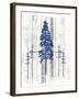 The Blue Moose - Lodge Pole Pine-LightBoxJournal-Framed Giclee Print