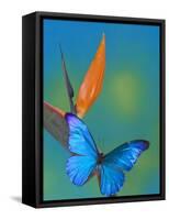 The Blue Morpho on Bird of Paradise-Darrell Gulin-Framed Stretched Canvas