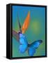 The Blue Morpho on Bird of Paradise-Darrell Gulin-Framed Stretched Canvas