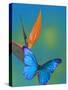 The Blue Morpho on Bird of Paradise-Darrell Gulin-Stretched Canvas