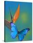 The Blue Morpho on Bird of Paradise-Darrell Gulin-Stretched Canvas