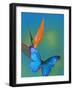 The Blue Morpho on Bird of Paradise-Darrell Gulin-Framed Photographic Print