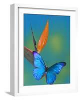 The Blue Morpho on Bird of Paradise-Darrell Gulin-Framed Photographic Print