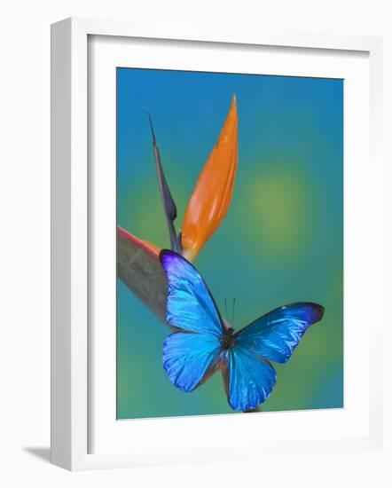 The Blue Morpho on Bird of Paradise-Darrell Gulin-Framed Photographic Print