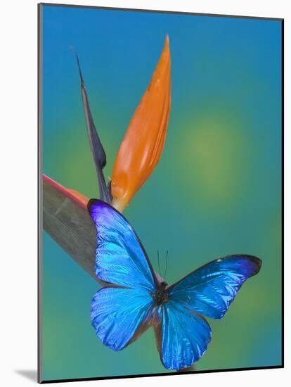 The Blue Morpho on Bird of Paradise-Darrell Gulin-Mounted Photographic Print