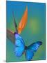 The Blue Morpho on Bird of Paradise-Darrell Gulin-Mounted Photographic Print