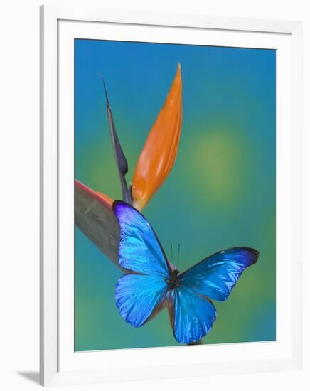 The Blue Morpho on Bird of Paradise-Darrell Gulin-Framed Photographic Print