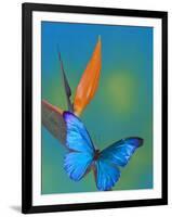 The Blue Morpho on Bird of Paradise-Darrell Gulin-Framed Photographic Print