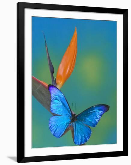 The Blue Morpho on Bird of Paradise-Darrell Gulin-Framed Photographic Print