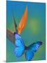 The Blue Morpho on Bird of Paradise-Darrell Gulin-Mounted Photographic Print