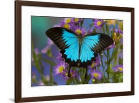 The blue mountain swallowtail butterfly, Papilio Ulysses-Darrell Gulin-Framed Photographic Print