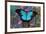 The blue mountain swallowtail butterfly, Papilio Ulysses-Darrell Gulin-Framed Photographic Print