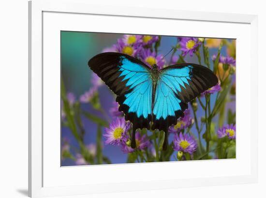 The blue mountain swallowtail butterfly, Papilio Ulysses-Darrell Gulin-Framed Photographic Print