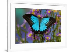 The blue mountain swallowtail butterfly, Papilio Ulysses-Darrell Gulin-Framed Photographic Print