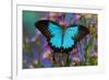 The blue mountain swallowtail butterfly, Papilio Ulysses-Darrell Gulin-Framed Photographic Print