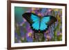 The blue mountain swallowtail butterfly, Papilio Ulysses-Darrell Gulin-Framed Photographic Print