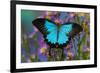 The blue mountain swallowtail butterfly, Papilio Ulysses-Darrell Gulin-Framed Photographic Print