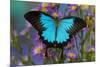 The blue mountain swallowtail butterfly, Papilio Ulysses-Darrell Gulin-Mounted Photographic Print