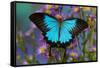 The blue mountain swallowtail butterfly, Papilio Ulysses-Darrell Gulin-Framed Stretched Canvas