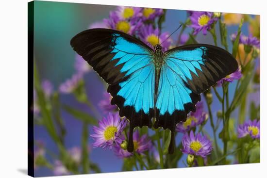 The blue mountain swallowtail butterfly, Papilio Ulysses-Darrell Gulin-Stretched Canvas
