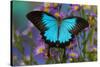 The blue mountain swallowtail butterfly, Papilio Ulysses-Darrell Gulin-Stretched Canvas