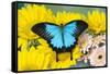 The blue mountain swallowtail butterfly, Papilio Ulysses-Darrell Gulin-Framed Stretched Canvas