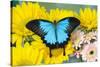 The blue mountain swallowtail butterfly, Papilio Ulysses-Darrell Gulin-Stretched Canvas