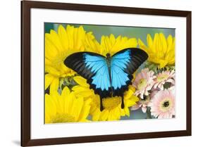 The blue mountain swallowtail butterfly, Papilio Ulysses-Darrell Gulin-Framed Photographic Print