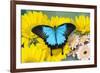 The blue mountain swallowtail butterfly, Papilio Ulysses-Darrell Gulin-Framed Photographic Print