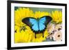 The blue mountain swallowtail butterfly, Papilio Ulysses-Darrell Gulin-Framed Photographic Print