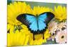 The blue mountain swallowtail butterfly, Papilio Ulysses-Darrell Gulin-Mounted Photographic Print