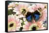 The blue pansy butterfly, Junonia orithya on Pink Gerber Daisy-Darrell Gulin-Framed Stretched Canvas