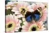 The blue pansy butterfly, Junonia orithya on Pink Gerber Daisy-Darrell Gulin-Stretched Canvas