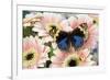 The blue pansy butterfly, Junonia orithya on Pink Gerber Daisy-Darrell Gulin-Framed Photographic Print
