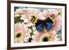 The blue pansy butterfly, Junonia orithya on Pink Gerber Daisy-Darrell Gulin-Framed Photographic Print