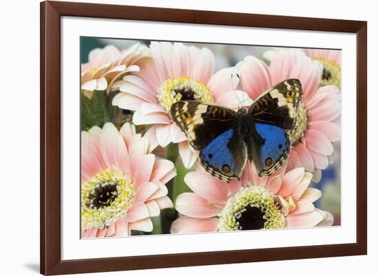 The blue pansy butterfly, Junonia orithya on Pink Gerber Daisy-Darrell Gulin-Framed Photographic Print