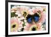 The blue pansy butterfly, Junonia orithya on Pink Gerber Daisy-Darrell Gulin-Framed Photographic Print