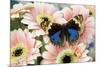 The blue pansy butterfly, Junonia orithya on Pink Gerber Daisy-Darrell Gulin-Mounted Photographic Print