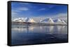 The blue sky and snow capped mountains are reflected in the frozen water  Breivikeidet Lyngen Alps -ClickAlps-Framed Stretched Canvas