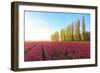 The blue sky at dawn and colourful fields of tulips in bloom surrounded by tall trees-Roberto Moiola-Framed Photographic Print