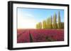 The blue sky at dawn and colourful fields of tulips in bloom surrounded by tall trees-Roberto Moiola-Framed Photographic Print