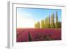 The blue sky at dawn and colourful fields of tulips in bloom surrounded by tall trees-Roberto Moiola-Framed Photographic Print